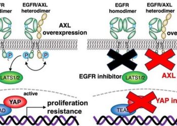 Schematic of mechanistic mechanism by which AXL activates YAP