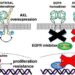 Schematic of mechanistic mechanism by which AXL activates YAP