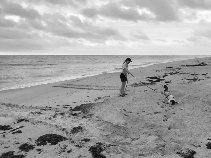 Use of a scent-detection dog for sea turtle nest monitoring of three sea turtle species in Florida