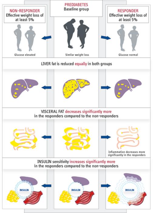 Abdominal fat plays important role in remission of prediabetes