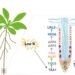 Arabidopsis thaliana responds to nitrogen deficiency by forming longer root hairs