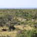 Kruger National Park, South Africa