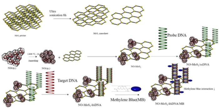 A schematic representation of the novel electrochemical DNA biosensor.