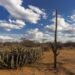 The semi-arid portion of Brazil’s Northeast