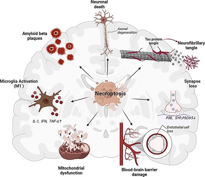 Necroptosis is a form of programmed necrosis