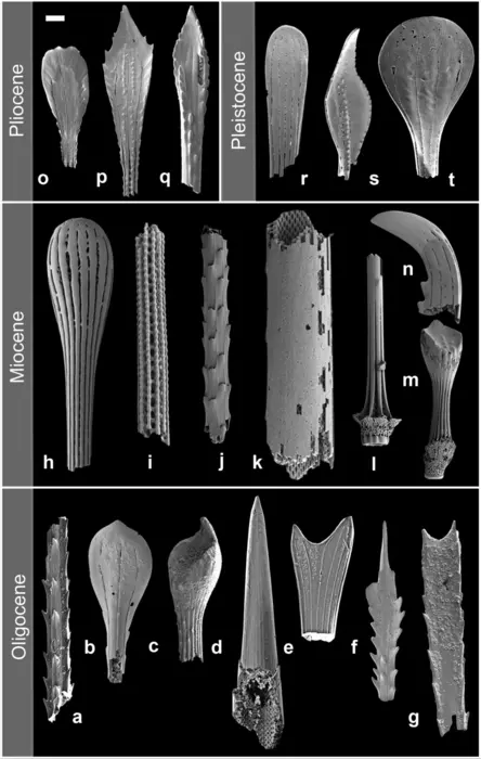 A range of sea urchin spines from different periods of the Earth's history illustrating the diversity of shapes.