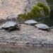 Hydroelectric power plants and turtles