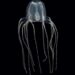 A Caribbean box jellyfish. Black dots embedded low on the bell are the animal’s visual sensory and learning center called rhopalia.