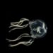 A Caribbean box jellyfish