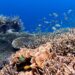 Healthy coral reef ecosystem, Indonesia