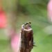 Carpenter bee (Ceratina Calcarata)