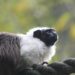 Pied tamarin1