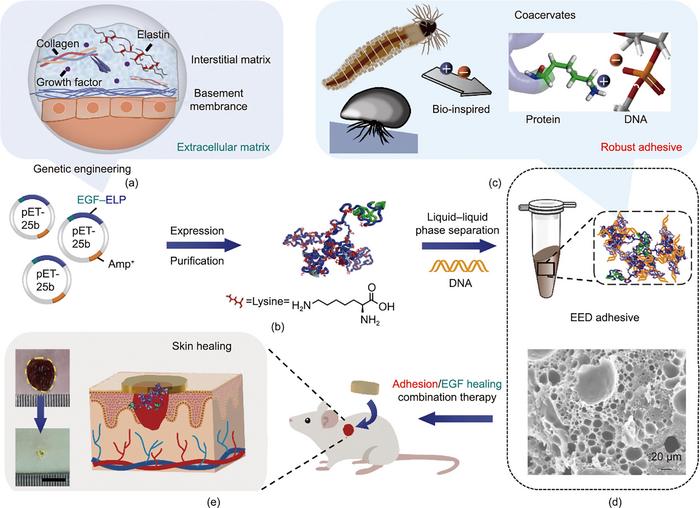 Schematic illustration of the preparation and functional characterization of the EEP–DNA bioassembly (termed “EED adhesive”).