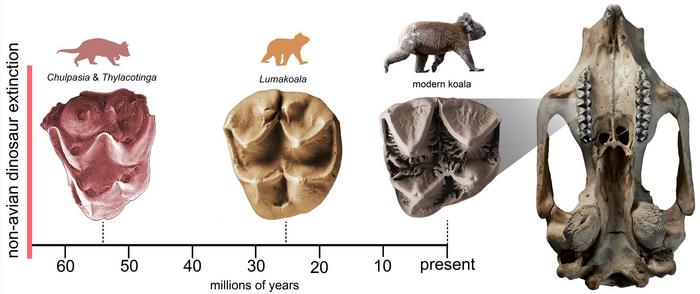 molars