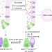 Proposed model of Axin1 protection against colitis via gut microbiota alterations.