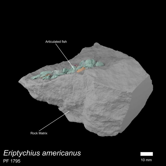 3D model of prehistoric fish fossil and skull