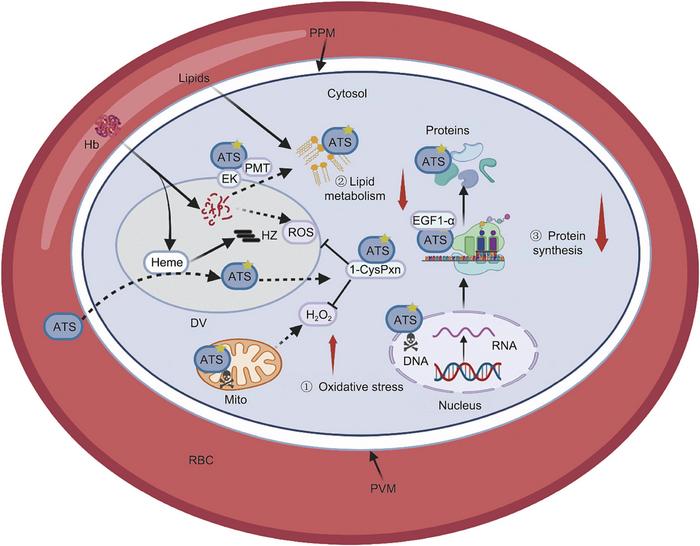 This study indicated that ATS could bind to several critical proteins to interfere with the protein synthesis, lipid metabolism, and redox homeostasis of Plasmodium falciparum and exert its antimalarial effects.