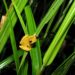 Hourglass Treefrog