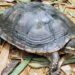 Critically Endangered Annam pond turtle (Mauremys annamensis) in the Melinh Station for Biodiversity, Vietnam