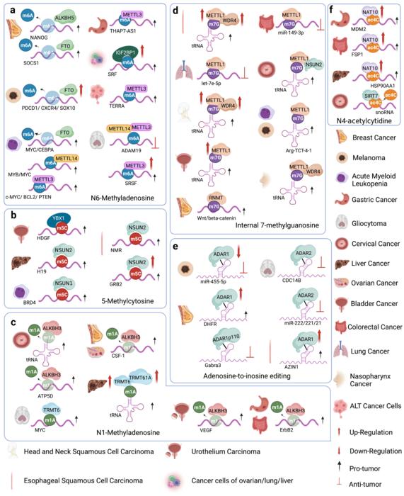 The regulation of different RNA modifying enzymes in various tumors