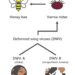 Deformed wing viruses are transmitted to bees by parasitic Varroa mites