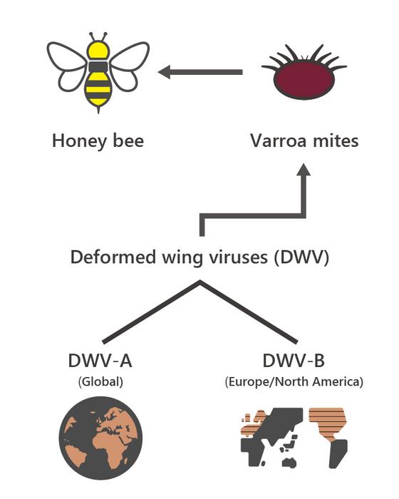 Deformed wing viruses are transmitted to bees by parasitic Varroa mites