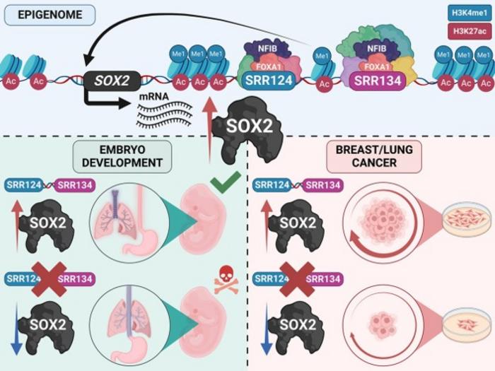 Graphical abstract