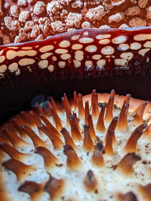 Rafflesia arnoldii interior.