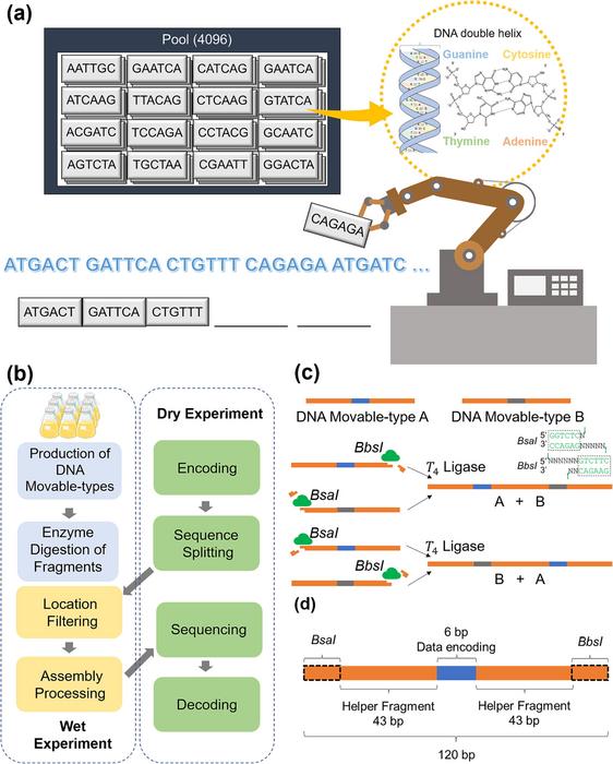 The principle of the DNA movable-type storage system.