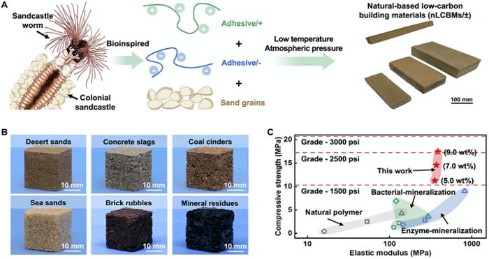 Sandcastle Worm Nests Inspire New Low-carbon Building Materials