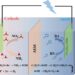 Selenium vacancy regulate d-band center in Ni3Se4 toward paired electrolysis in anion exchange membrane electrolyzer for upgrading N-containing compounds