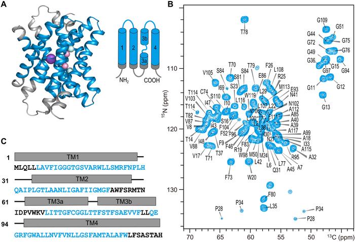 Fluoride permeation mechanism of the Fluc channel in liposomes revealed by solid-state NMR