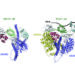 The three proteins, BICC1, ANKS3, and ANKS6 interacting to bind and regulate mRNA in asymmetrical development of organs.