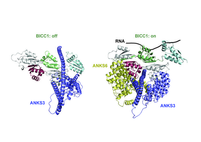 The three proteins, BICC1, ANKS3, and ANKS6 interacting to bind and regulate mRNA in asymmetrical development of organs.