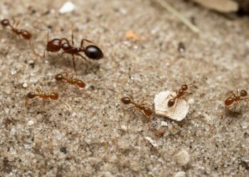 Red Fire Ant