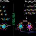 Thiol ligands produce different higher-order nanocluster structures