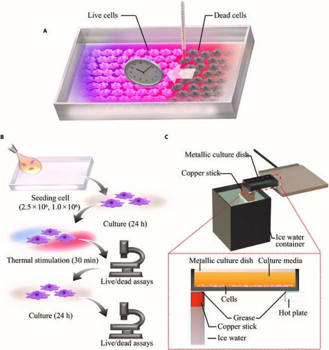 A cell culture system with temperature gradation on a metallic culture surface