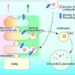 Role of the Tlg2p-residing compartment within the trans-Golgi network in the endocytic pathway.