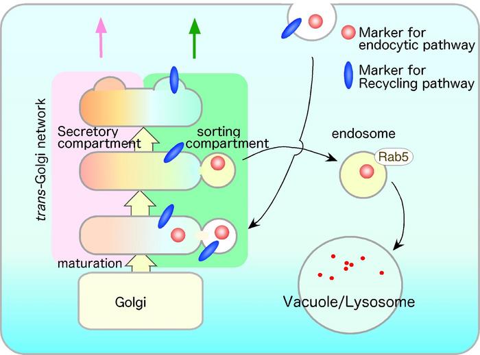 Role of the Tlg2p-residing compartment within the trans-Golgi network in the endocytic pathway.