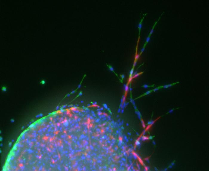 Vascular sprouting from mouse lung tissue explant