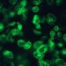 Cannabis cells expressing a green fluorescent protein