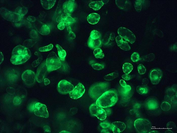 Cannabis cells expressing a green fluorescent protein