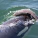 Killer whale harasses porpoise