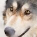 Observational spatial memory in wolves and dogs