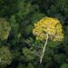 Ipê forest, Brazil