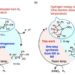 Comparing hydrogenases in nature with the compound developed in the current study