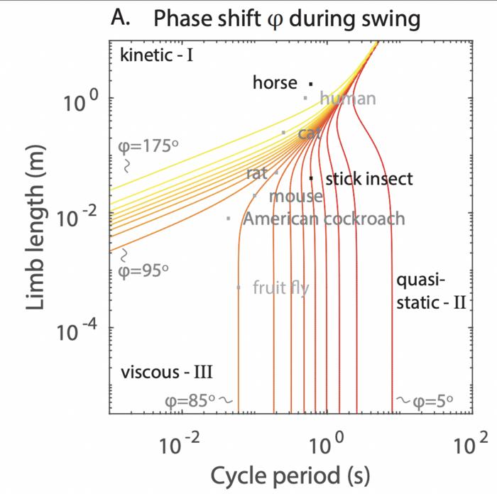 phase shift during swing