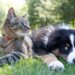 The relative benefits for environmental sustainability of vegan diets for dogs, cats and people