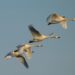 Bewick's swans in flight