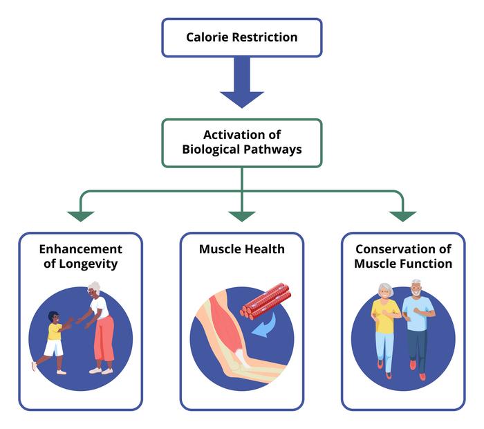 NIA Caloric restriction